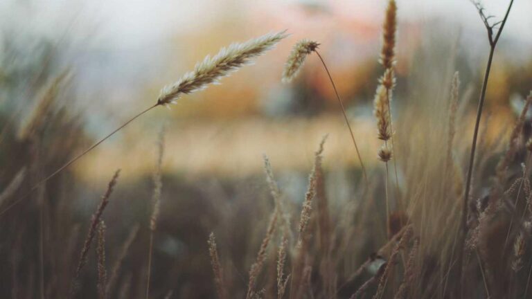 What Is Mahadev Book 11Xplay Login Process?